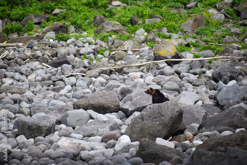 Brown bear spotted in the wild during nature cruise around Shiretoko Peninsula, Hokkaido, Japan, during summer season.