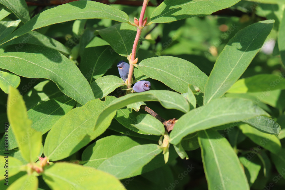 Fototapeta premium honeysuckle berries on the bushes in the garden