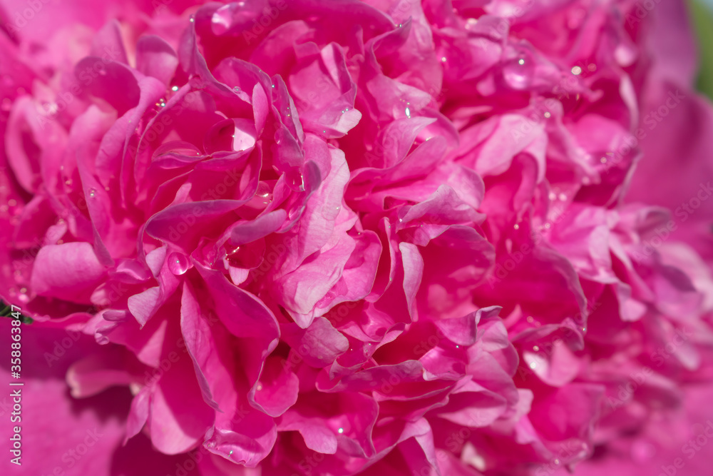 Pink peony petals. Background texture