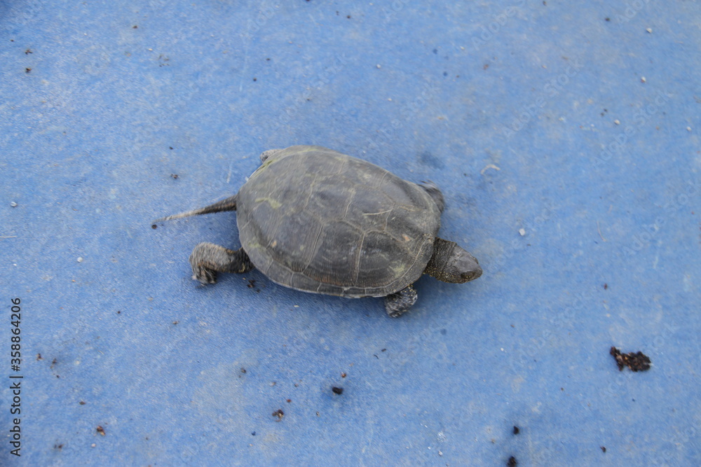 A turtle walking on the ground, close-up of a turtle on the ground