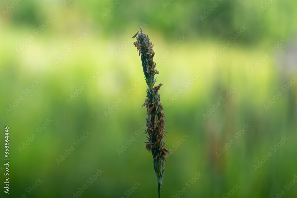 interesting blade of grass on a blurry background in the morning interesting blade of grass on a blurry background in the morning