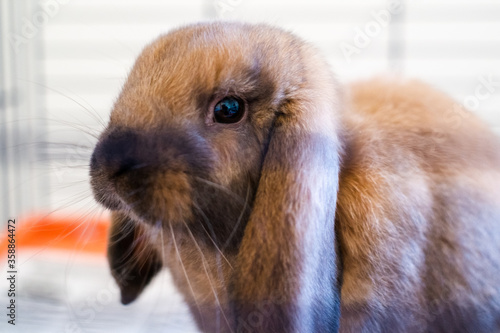 Close up of a brown rabbit still cub