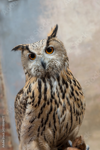 Eagle owl closeup © FPWing