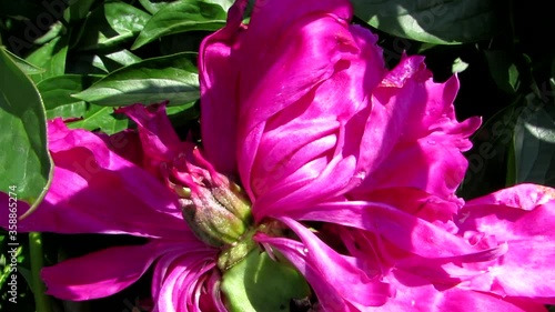 Multicolored flowers in the park in summer. photo