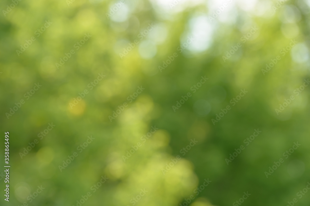 Blurred bokeh nature background. Abstract natural backdrop of park or garden. Soft defocused photo of plants with leaves and stems. Tree, bush or grass made with bokeh effect.