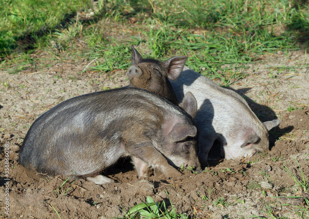 Young pigs digs in the ground in the natural environment Young pigs digs in the ground in the natural environment