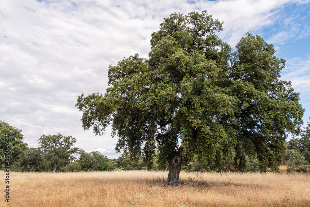 Tree on dry grass and clouds background Tree on dry grass and clouds background
