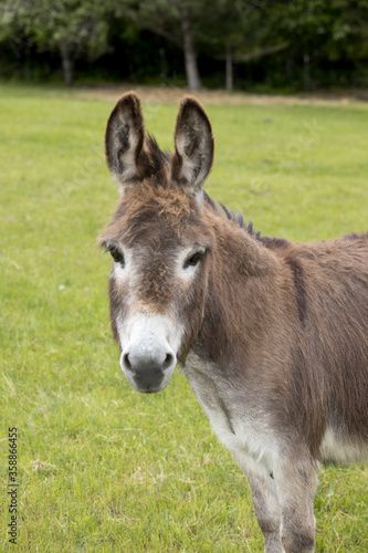 Portrait of a miniature donkey.