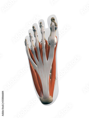 Ligaments and Muscle Anatomy of the Foot, Plantar View of the Sole on White Background