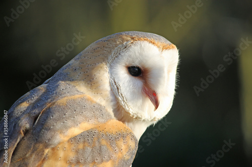 Head and shoulders of a barn owl