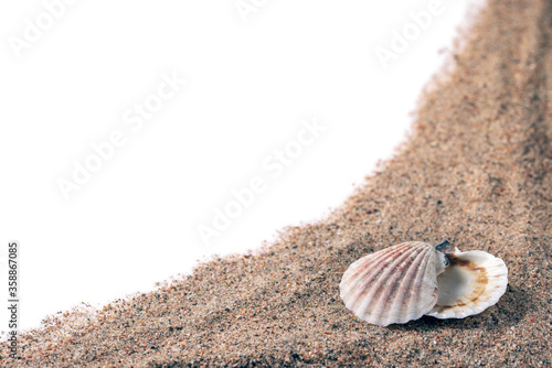 sea shells in the sand on a white background, isolated