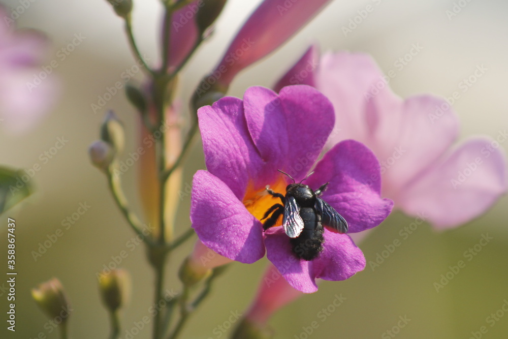 winged insect posing to a purple flower