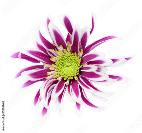 Vivid purple Dahlia flower isolated on white