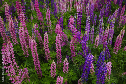 Close up of blooming field with pink and purple lupins and green leaves with dew drops in Moscow region