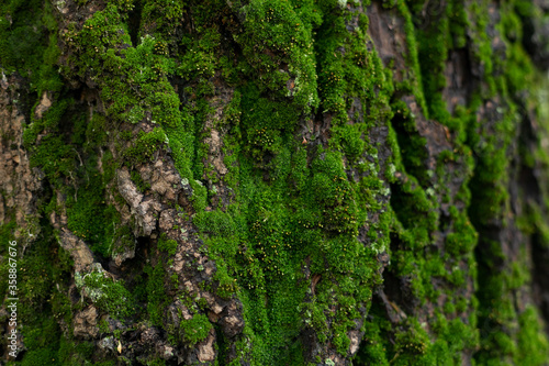 Green moss on the bark of a tree. Selective focus. Texture. Nature.