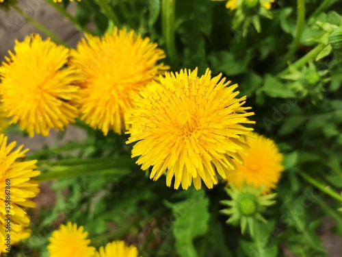 yellow dandelions in a meadow