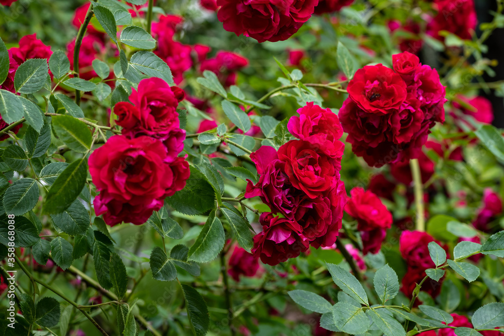 Nice red rose flowers branch in outdoor garden nature macro