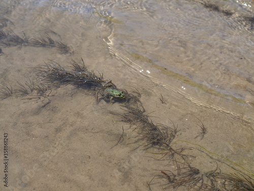 A river frog basks in shallow water, in the sun.