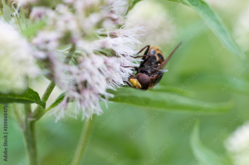 A Hornet Mimic Hoverfly (Volucella Zonaria) A Hornet Mimic Hoverfly (Volucella Zonaria)