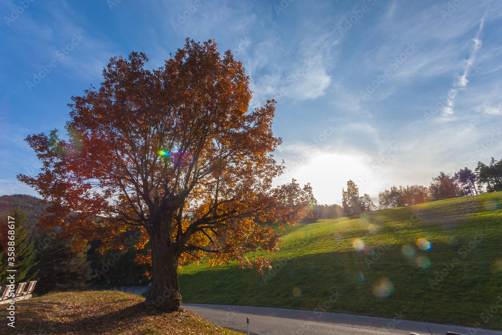 Autumn colored oak with sun lens flare, Collepietra - Steinegg, South Tyrol, Italy. Concept: autumn landscape in the Dolomites Autumn colored oak with sun lens flare, Collepietra - Steinegg, South Tyrol, Italy. Concept: autumn landscape in the Dolomites