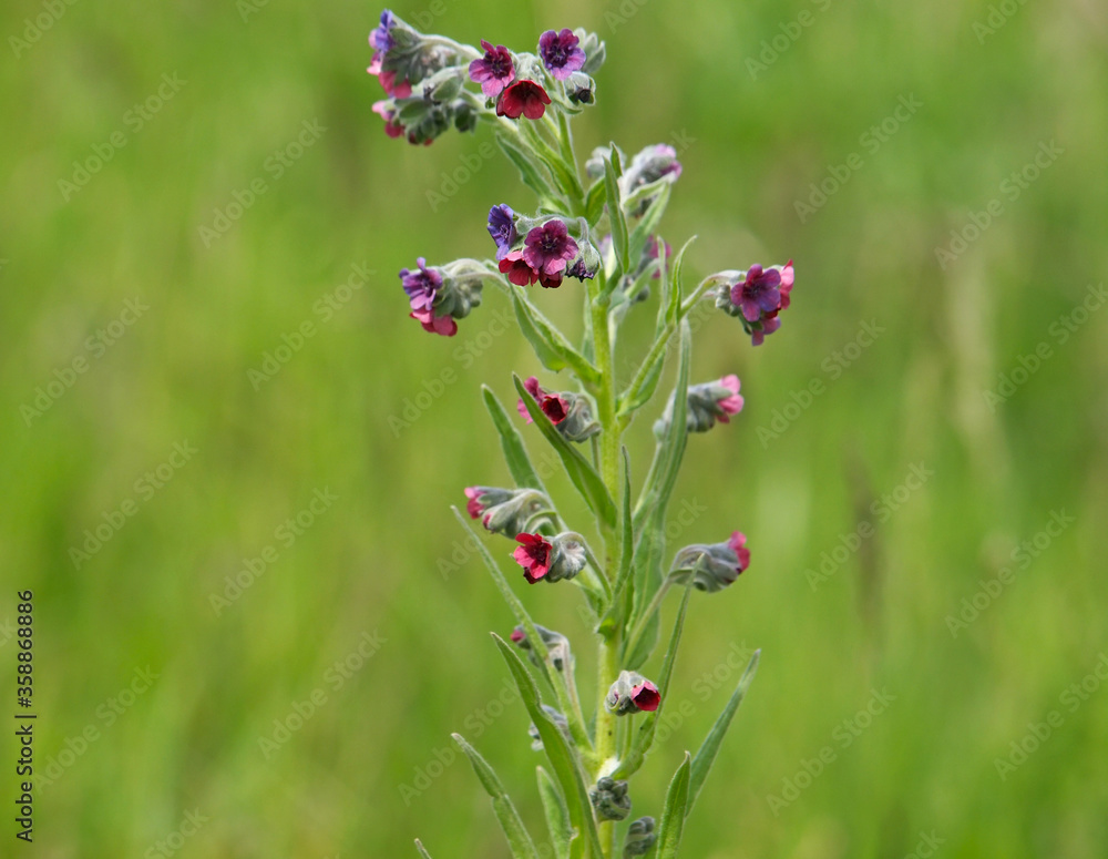 Hound's tongue blooming plant, Cynoglossum officinale Hound's tongue blooming plant, Cynoglossum officinale