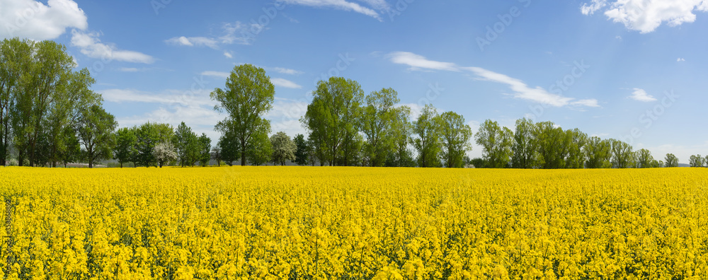 Fototapeta premium Gelbes Feld mit blühenden Rapspflanzen vor einer Baumreihe und blau weißem Himmel - Panorama