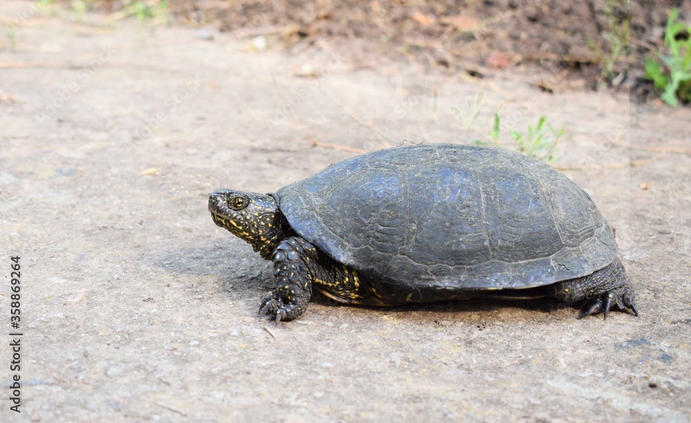The European pond turtle (Emys orbicularis), also called commonly the European pond terrapin and the European pond tortoise, is a species of long-living freshwater turtle in the family Emydidae. The European pond turtle (Emys orbicularis), also called commonly the European pond terrapin and the European pond tortoise, is a species of long-living freshwater turtle in the family Emydidae.