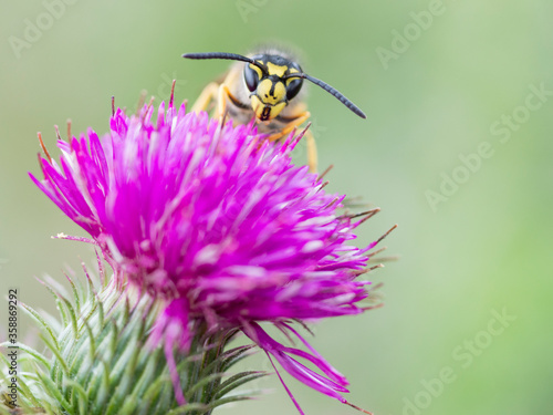 wasp on a flower © Robrecht