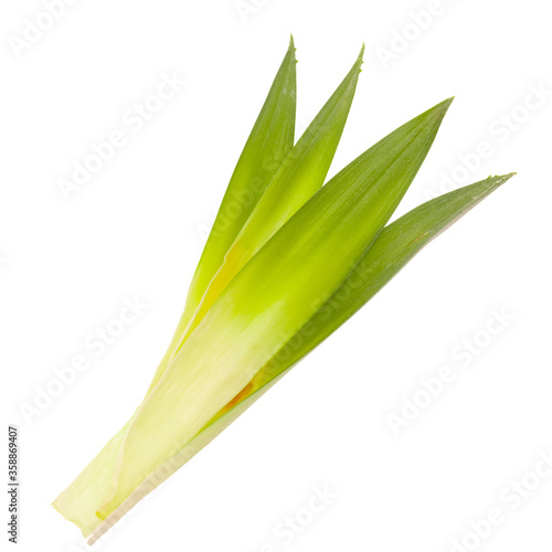 heap of pineapple leaves isolated on white