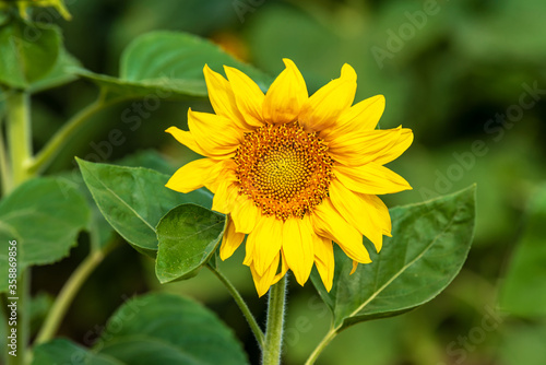 One sunflower close-up in the garden on a summer morning. Selective focus. 