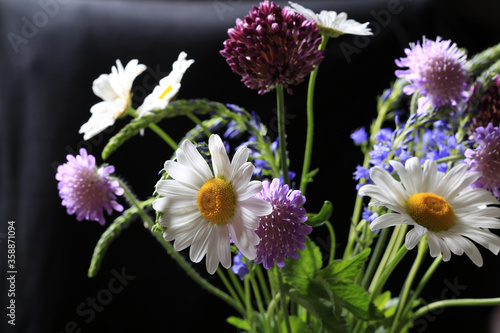 Beautiful wild daisy flowers and other flowers close-up