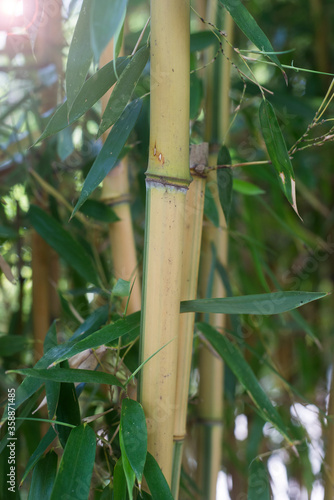 Closeup of bamboo forest in a japanese garden