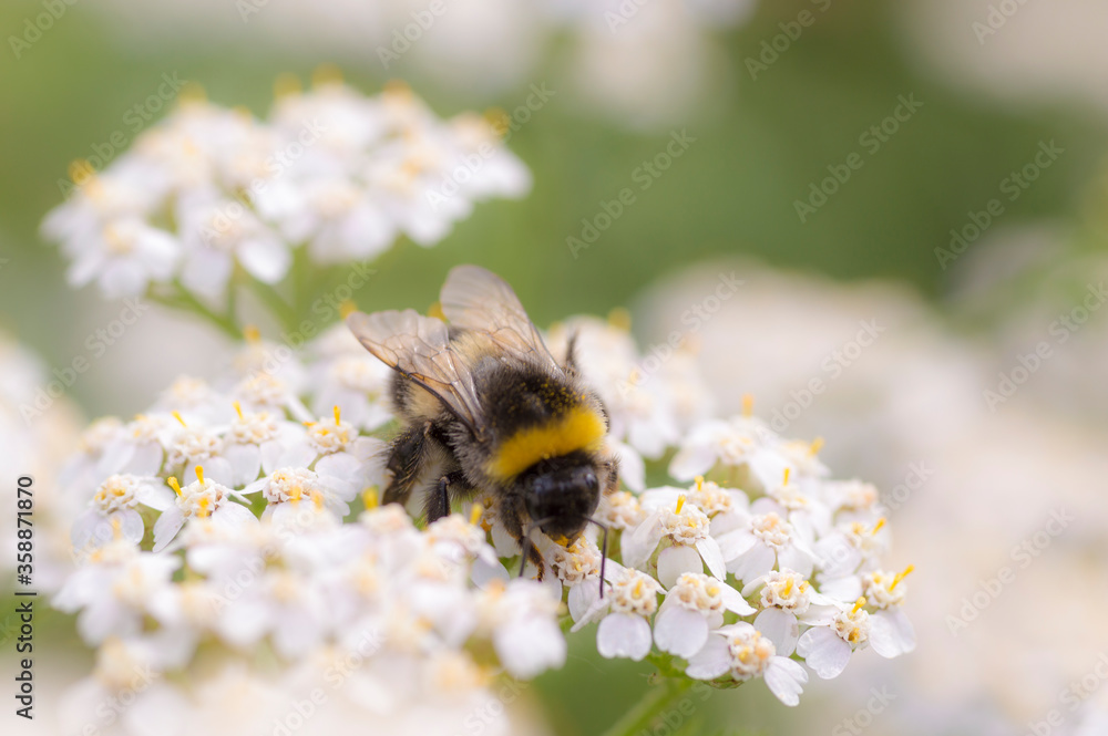 bee on a flower