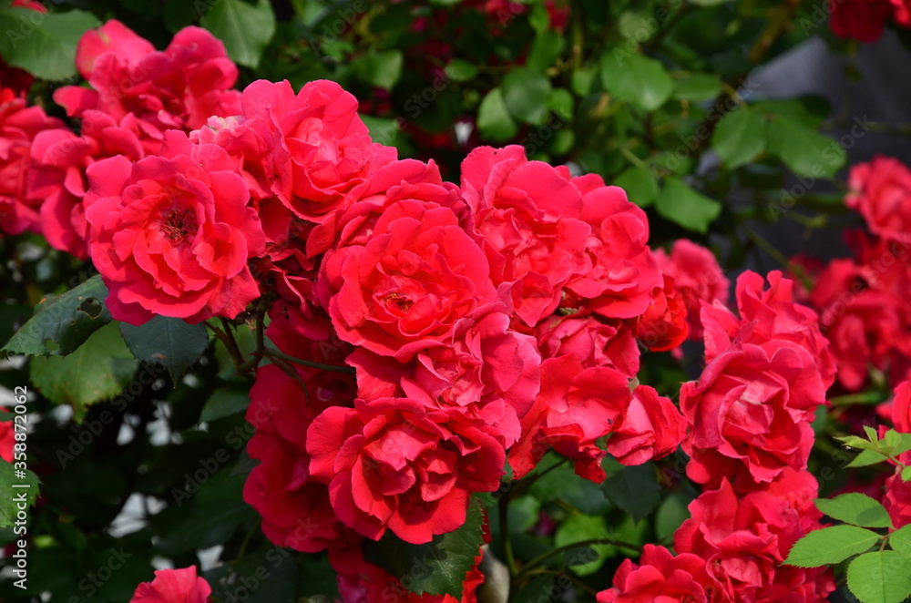 Inflorescence of flowers of a weaving red rose.
Inflorescence of flowers of a weaving red rose.