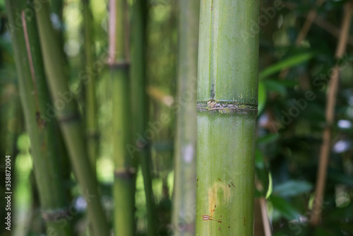 Closeup of bamboo forest in a japanese garden