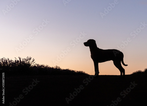 Doodle dog silhouetted at sunset © Jennifer
