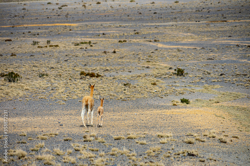 Wildlife at the Chimborazo Wildlife Reserve in Ecuador