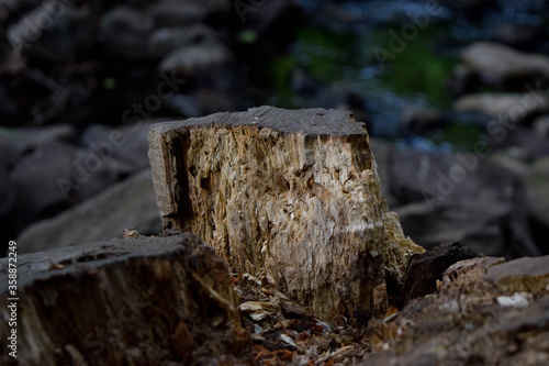  Wood in front of a river