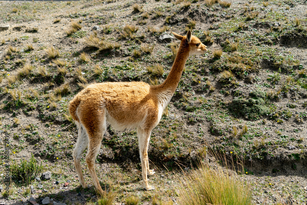 Wildlife at the Chimborazo Wildlife Reserve in Ecuador Wildlife at the Chimborazo Wildlife Reserve in Ecuador