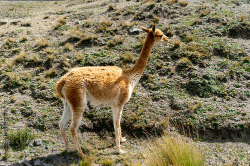 Wildlife at the Chimborazo Wildlife Reserve in Ecuador