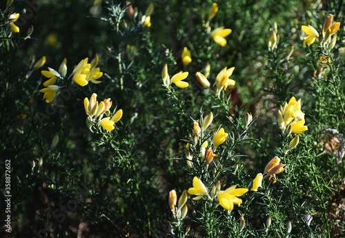 Genista Anglica, Petty Whin, Needle Furze or Needle Whin. It is a shrubby flowering plant of the family Fabaceae. photo