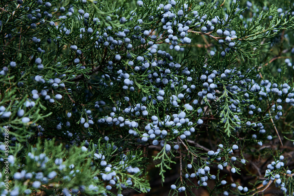 nature ecology and healthy food concept. close up of a juniper bush with berries