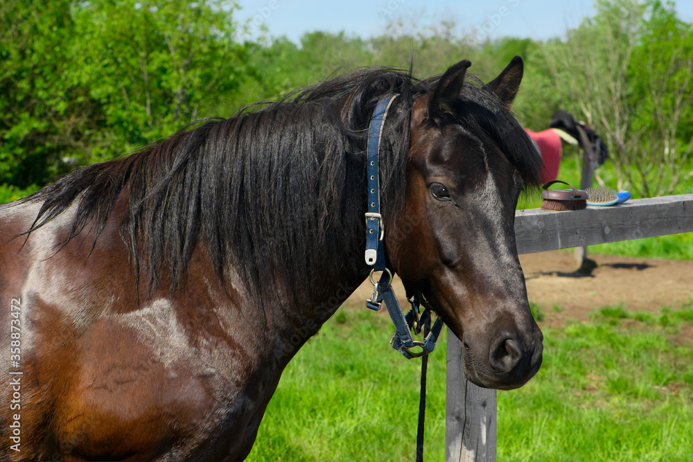 The washed wet horse is standing next to the hitching post. The washed wet horse is standing next to the hitching post.