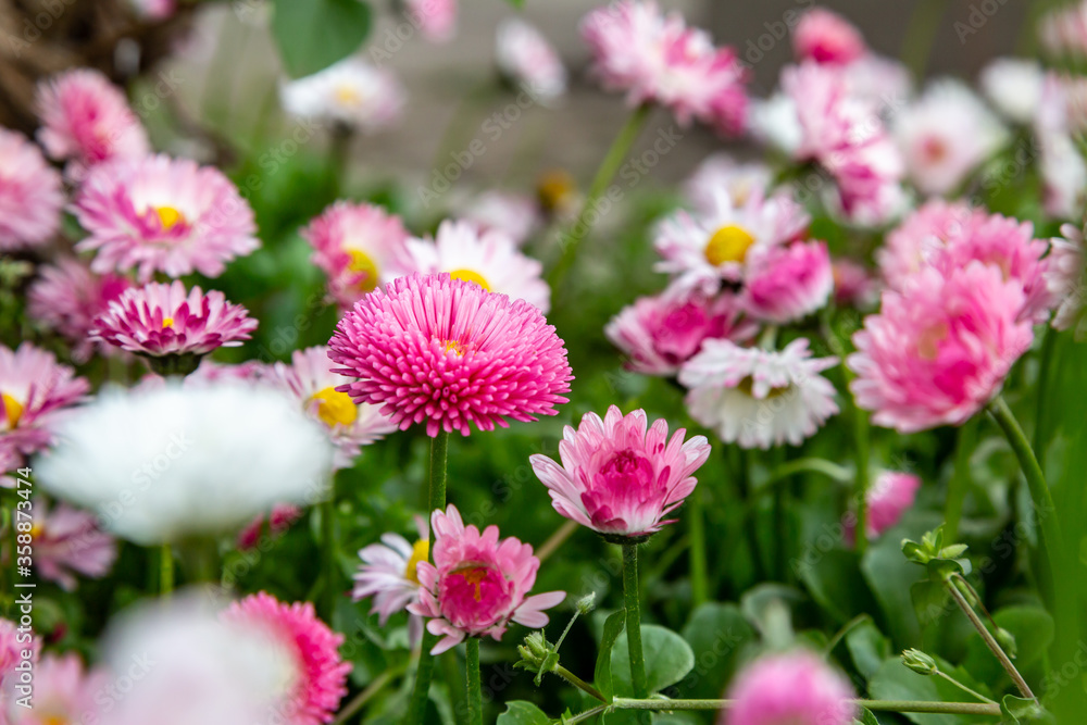 Glade of bright lush terry pink flowers of daisies bellis perennis. Horizontal orientation. Glade of bright lush terry pink flowers of daisies bellis perennis. Horizontal orientation.