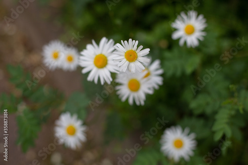 daisies in a garden