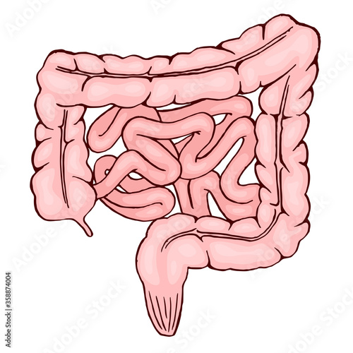 Human intestines. Isolated vector illustration on a white background.
