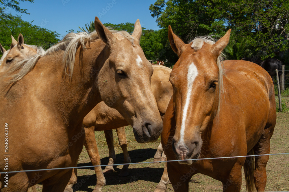 Fototapeta premium Close-up of the head of two creole horses on the day of the tradition in San Antonio de Areco, Argentina.