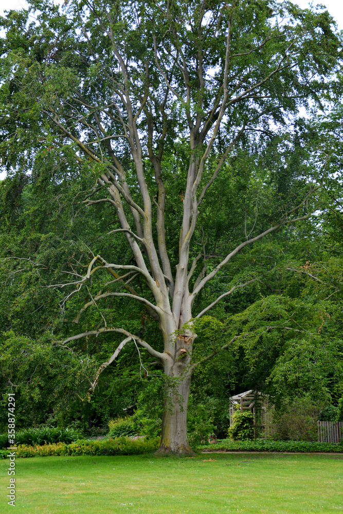 Botanischer Garten Gütersloh, Park, großer Baum Botanischer Garten Gütersloh, Park, großer Baum