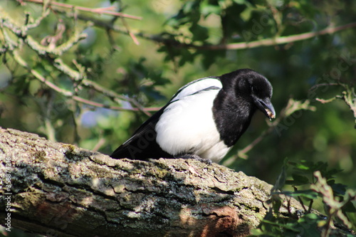 magpie on branch