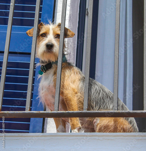 Dog watching from the balcony of a house